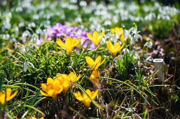 A closeup shot of blooming yellow crocus flowers in the greenery