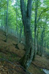 Obraz premium うっすらと霧がかかるブナの森