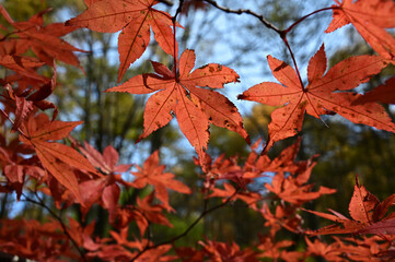 紅葉シーズンの榛名湖湖畔
