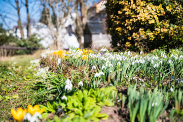 Obraz premium A closeup shot of blooming Primrose flowers in the greenery