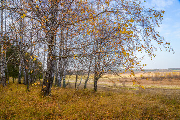 Fototapeta na wymiar Autumn edge of the forest 