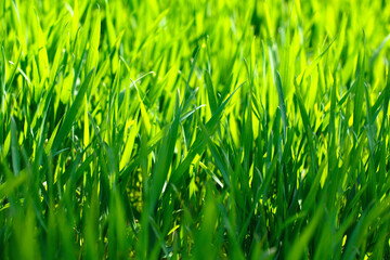 Fresh grass on spring time farmland