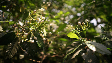 flower tree in park garden .natural background                              