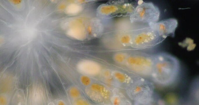 The rotifers commonly called wheel animals or wheel animalcules, make up a phylum (Rotifera) pseudocoelomate animals under the microscope.
