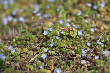 日本の岡山県総社市の美しい草花