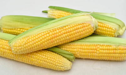 Raw organic fresh yellow corn on cobs on the table