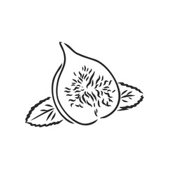 Vector engraving drawing antique illustration of two figs isolated on white background