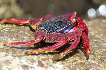 rote_Klippenkrabbe