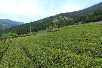 Fototapeta na wymiar 天空の茶畑　岐阜県上ヶ流地区は岐阜のマチュピチュと言われている