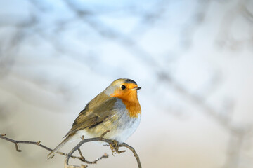 Robin - Erithacus rubecula