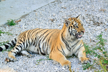 Fototapeta na wymiar Ussuri tiger - a symbol of Eastern Siberia