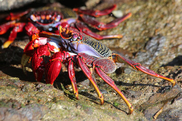 rote_Klippenkrabbe