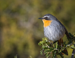 Cape-robin chat sitting on a branch