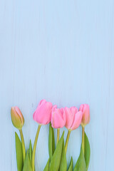 Beautiful bouquet of pink tulips with water drops on blue paint wooden background. Flat lay, copy space. Spring greeting card concept