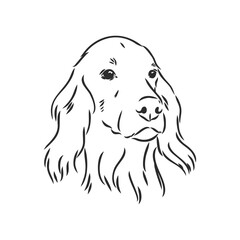 Dog Hand Drawn. English setter. Vector illustration isolated