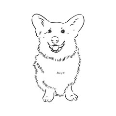 Vector portrait of welsh corgi pembroke. Hand drawn domestic dog illustration. Vector illustration for decoration, design logotype, leaflet, catalog, pet shops, veterinary clinics