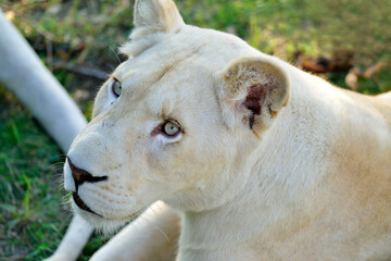 Lion is a beautiful large predator