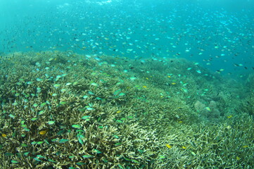 珊瑚礁を泳ぐデバスズメダイ