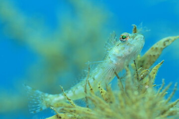 海藻に乗る魚