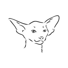 Oriental Shorthair cat. Hand drawn style print. Vector illustration.
