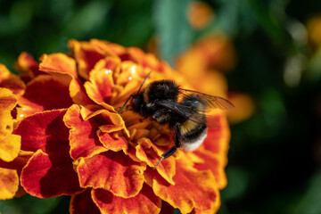 Bumblebee (Bombus pascuorum) on a orange flower
