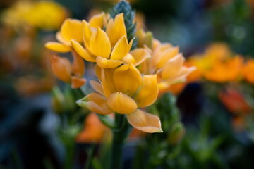 Ornithogalum or Star-of-Bethlehem flower