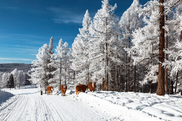 A herd of red cows walks along a snow-covered road on a frost-covered larch taiga on a clear frosty day. Altai Republic. Russia