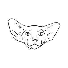Oriental Shorthair cat. Hand drawn style print. Vector illustration.