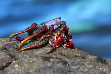 rote_Klippenkrabbe