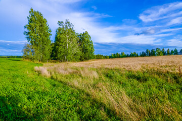 Summer field with birches and rye 