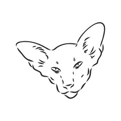Oriental Shorthair cat. Hand drawn style print. Vector illustration.