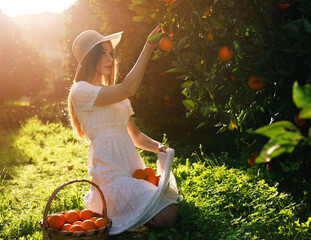 Pretty young attractive woman wearing white clothes and collects oranges on sunset from the tree in...