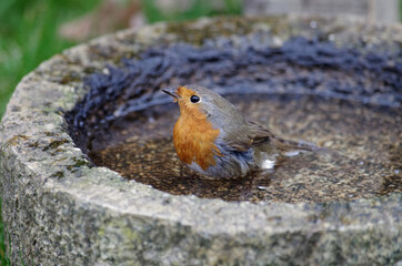 ein niedliches rotkehlchen badet in einer vogeltränke