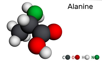 Alanine, L-alanine, Ala, A molecule. It is non-essential amino acid. Molecular model. 3D rendering