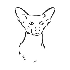 Oriental Shorthair cat. Hand drawn style print. Vector illustration.