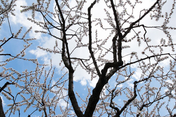 The trunk of a blossoming cherry tree against the blue sky.