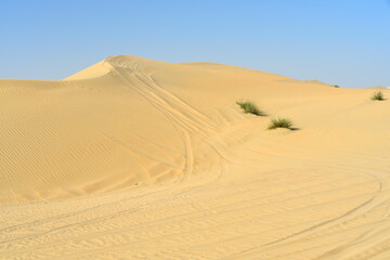 Around Al Qudra Lake desert viewing of the sand and plant in the desert, Dubai, United Arab Emirates