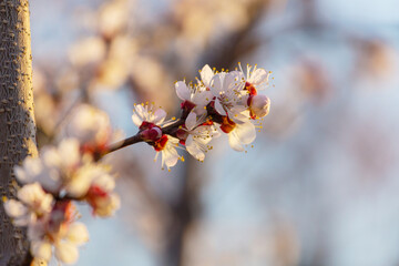 Blossom tree