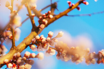 Blossom tree