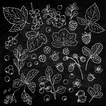 Berries and leaves. Wild berries painted line on a white background. Cranberry, cranberries, currants, raspberries, strawberries, blueberries