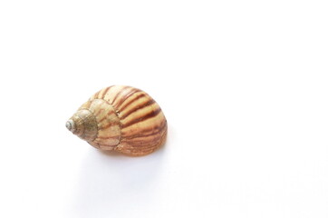 snail shell after death on white background