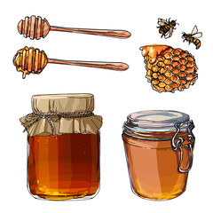A jar of honey, strawberry jam in a glass jar. Berries. Vector colored food sketches on white background.