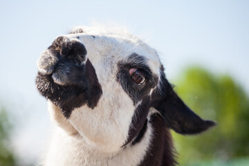 Llama