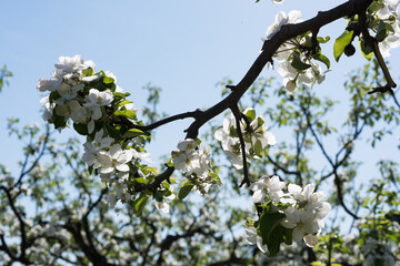 Blooming apple tree branch against blue sky