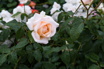 Pink rose bud on a green bush with water drops.
