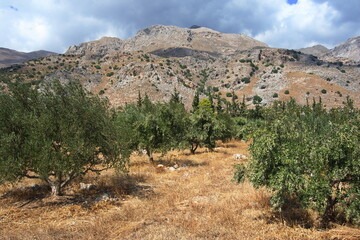 Olive trees on Crete in Greece, Europe
