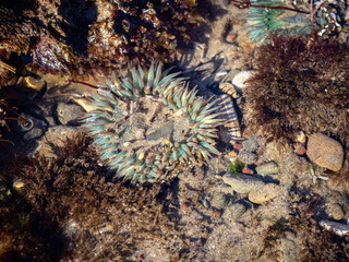 Naklejka na ściany i meble Anemones (Solitary anemone, Anthopleura Sola) under the water in tide pool at Tar Pits Beach, Carpinteria, California.