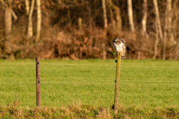 Large buzzard bird of prey sits on a pole at the edge of a ditch