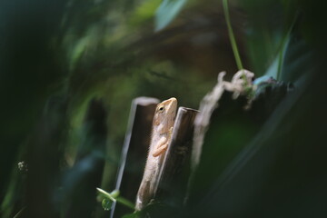 Close up of Thai chameleon
