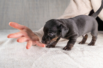 Five week old Jack Russel puppy in brindle color. Little dog plays with the fingers of a woman's hand. Selective focus